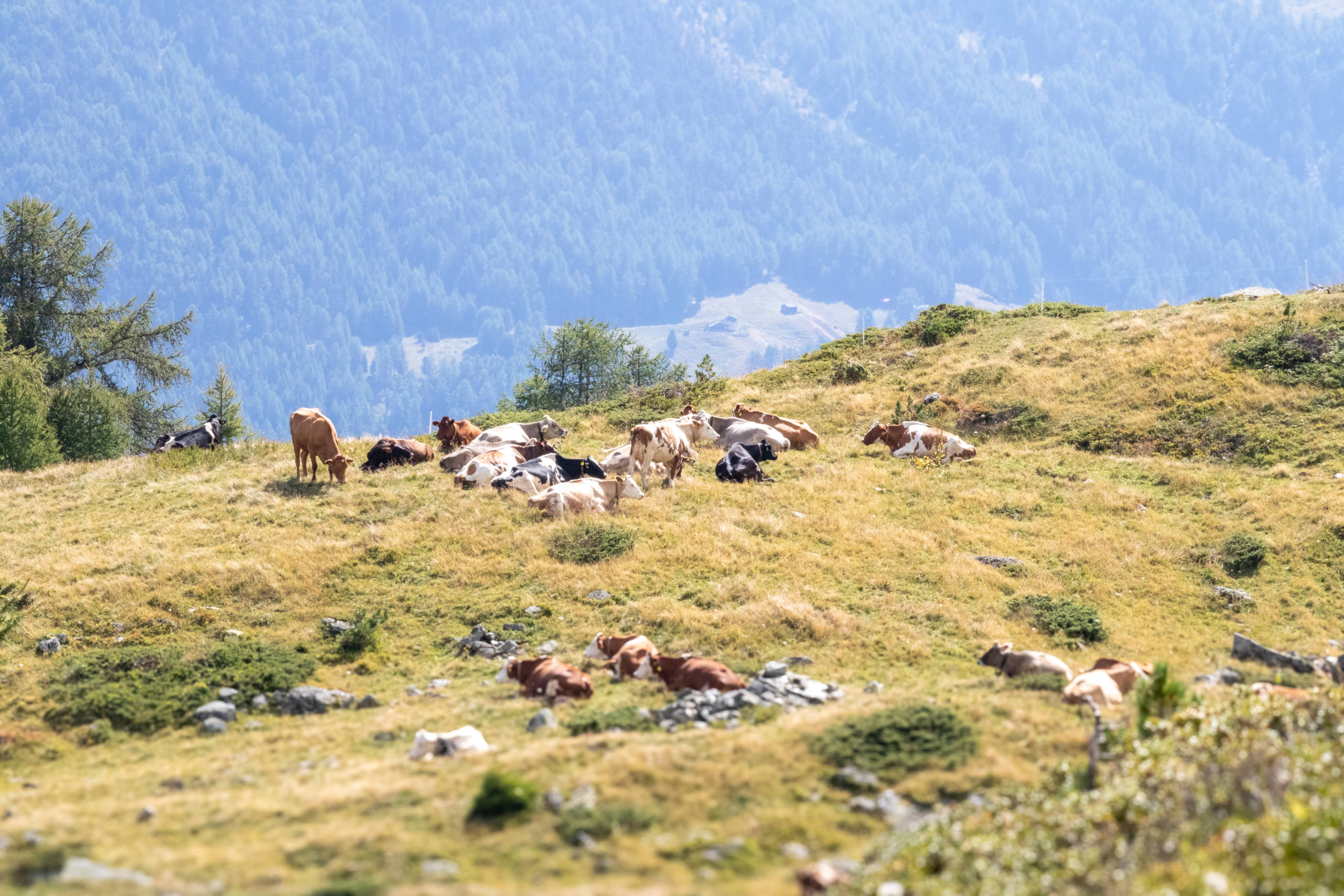 Cows at the Orzival Alpage