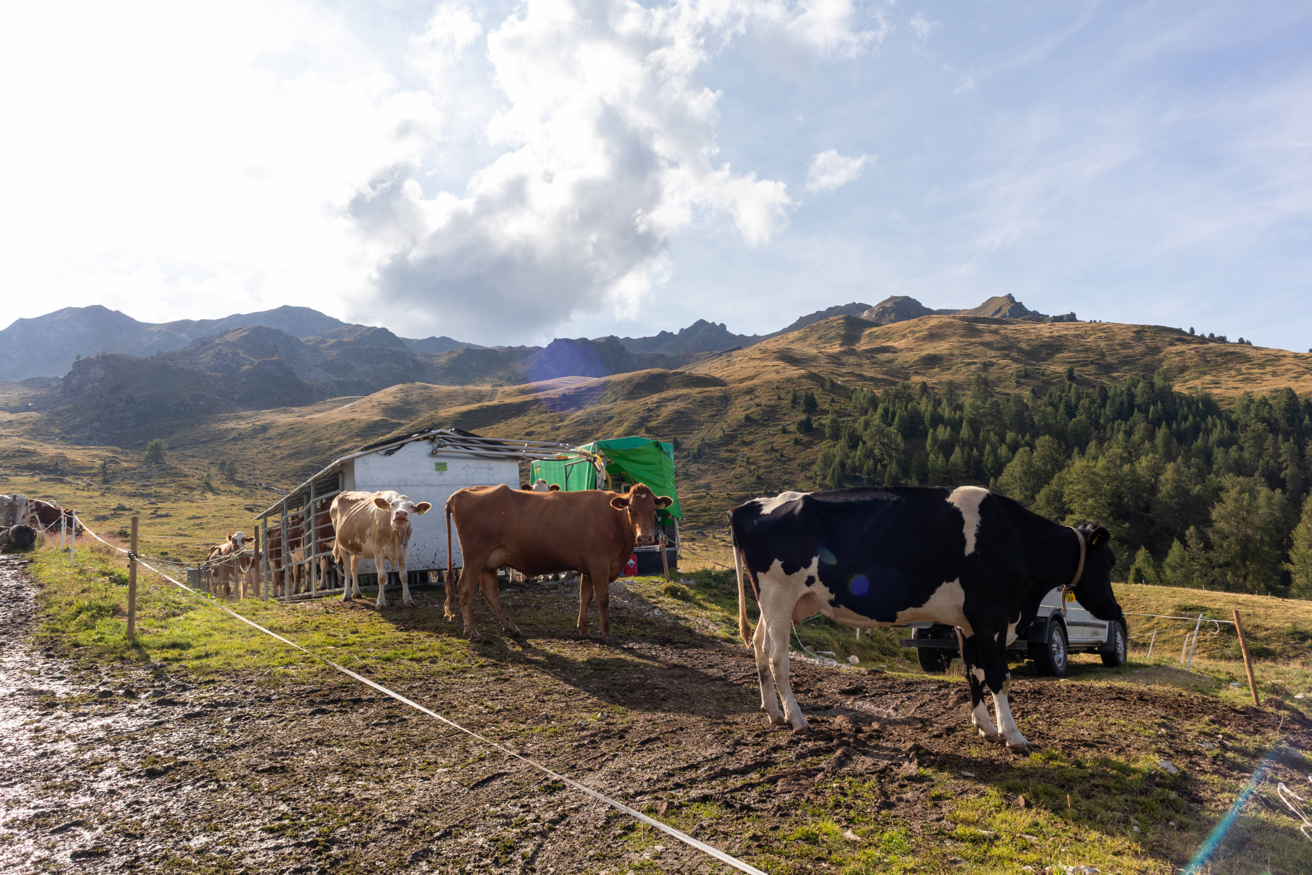 Mobile milking system at the Orzival Alpage with cows