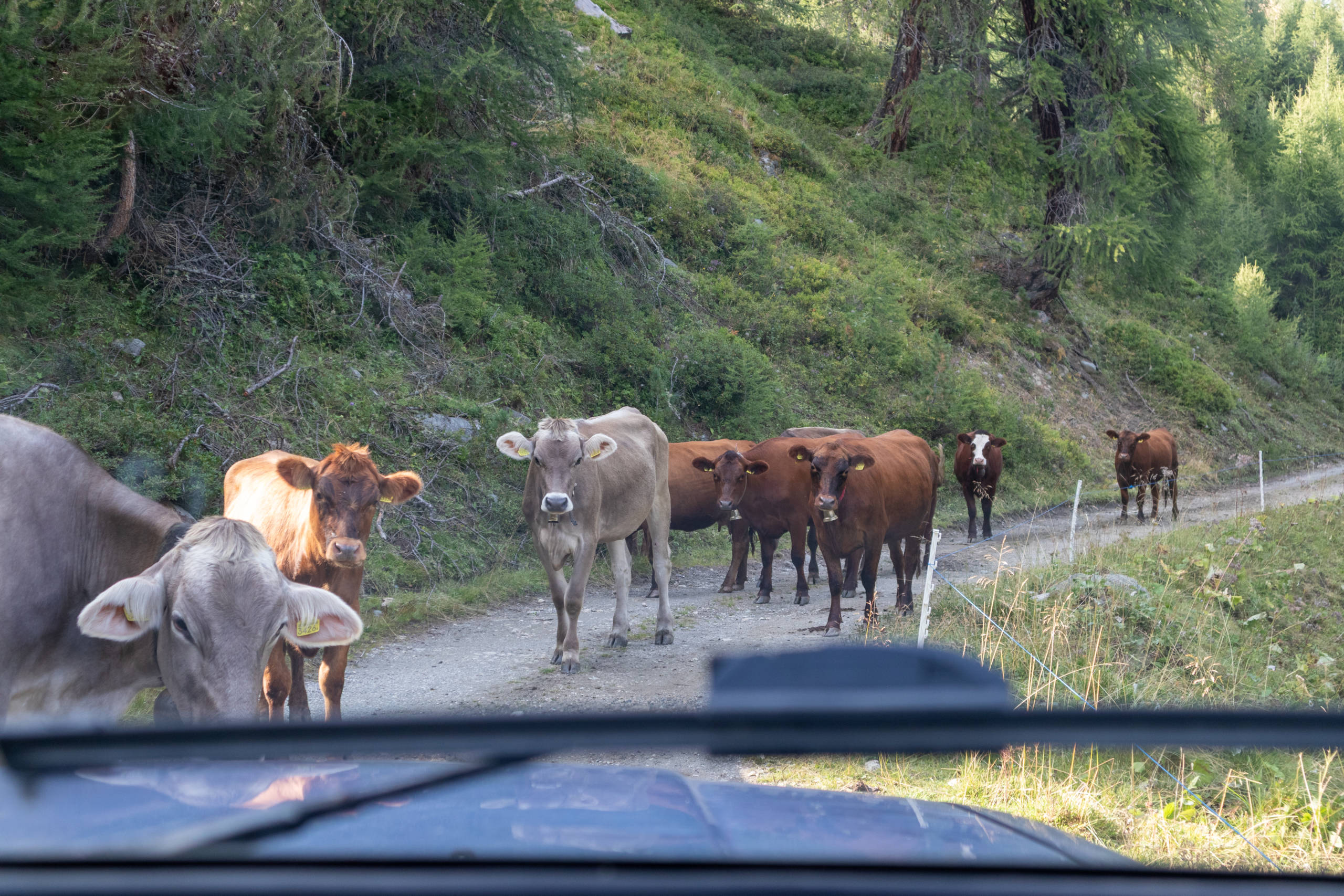 Cows in the middle of the road at Orzival